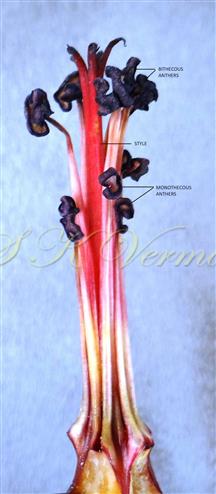  Central bundle of stamens